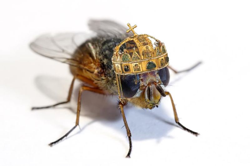 Fájl:Orszagunk kiralya legy 2013 01.jpg